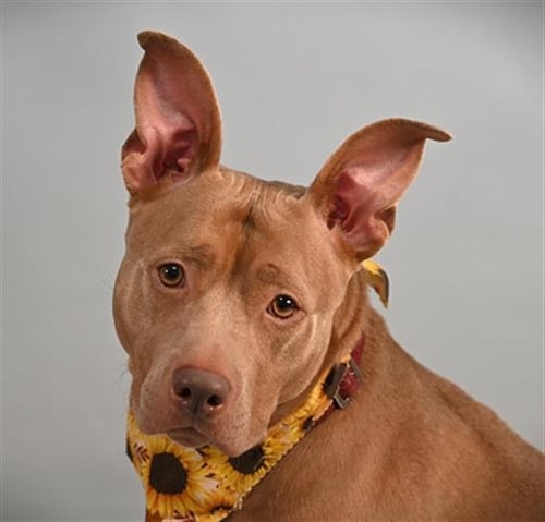 JELLY BEAN - American Staffordshire Terrier available for adoption