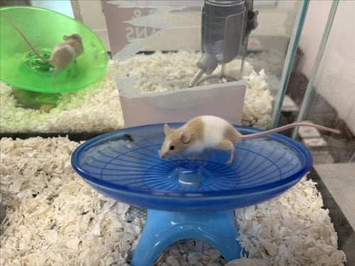 SMOOSH - Mouse available for adoption