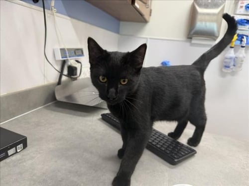 BAGHEERA - Domestic Short Hair available for adoption