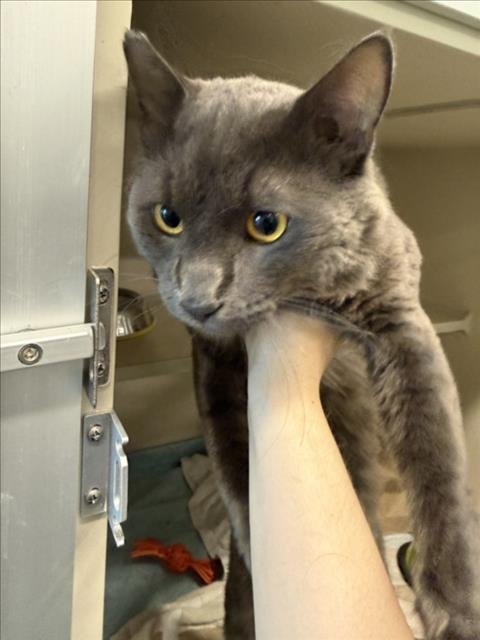 STERLING - Domestic Short Hair available for adoption