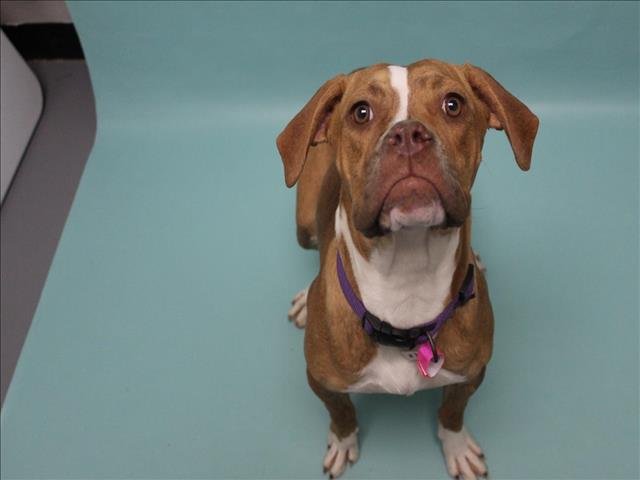 BELLA - American Bulldog available for adoption