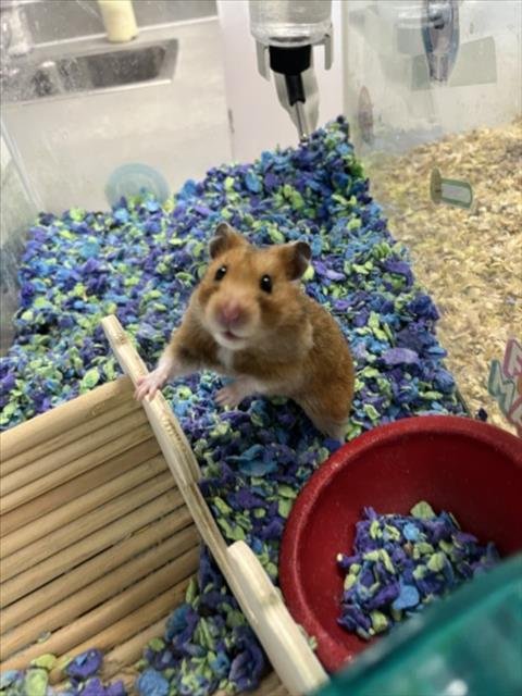 EMMY - Hamster available for adoption