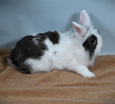 PERRY - Longhaired Rabbit available for adoption