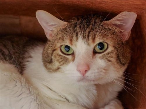 BISHOP - Domestic Short Hair available for adoption