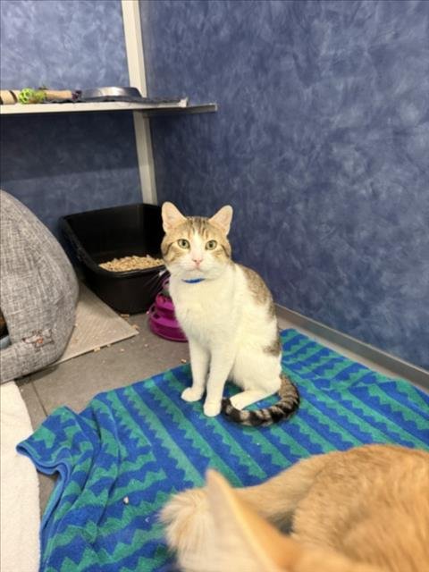 BISHOP - Domestic Short Hair available for adoption