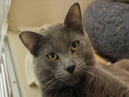 OZYMANDIAS - Russian Blue available for adoption