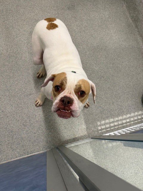 WILLOW - American Bulldog available for adoption
