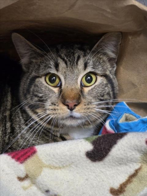 RASCAL - Domestic Short Hair available for adoption