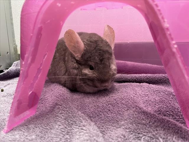 TOFU - Chinchilla available for adoption