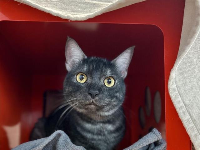 ALBERTA - Domestic Medium Hair available for adoption