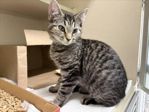 JOLLY RANCHER - Domestic Short Hair available for adoption