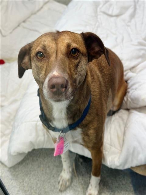 HAZEL - Basenji available for adoption