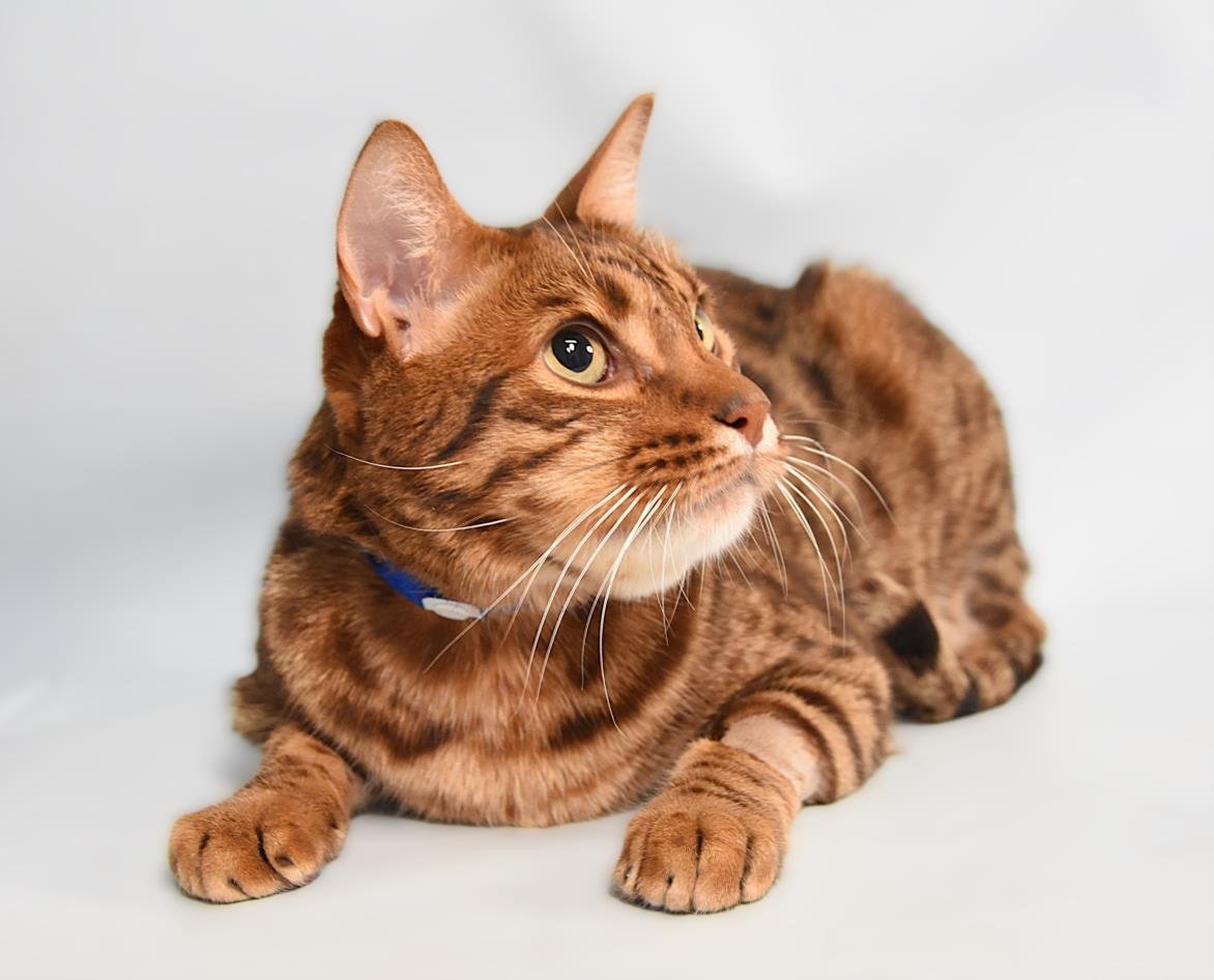 DR WATSON - Ocicat available for adoption