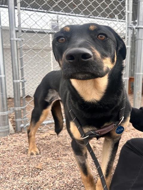 SOX - German Shepherd Dog / Rottweiler available for adoption