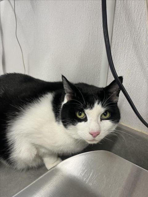 TULIP - Domestic Short Hair available for adoption