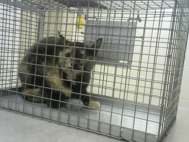 SOLSTICE - Domestic Short Hair available for adoption