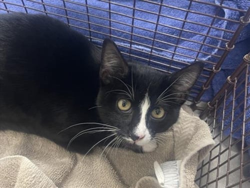 GEORGIE - Domestic Short Hair available for adoption