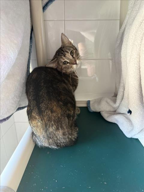 PAPRIKA - Domestic Short Hair available for adoption