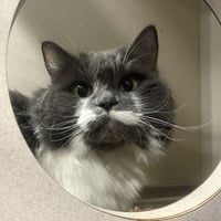 KITTY - Photo 1