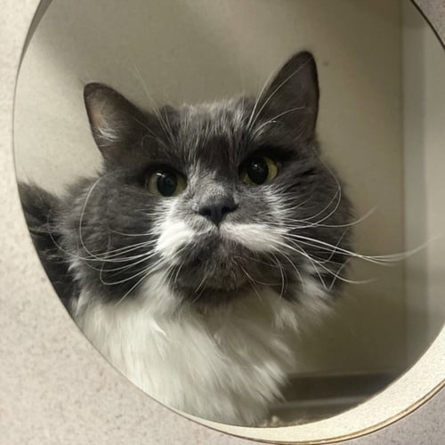 KITTY - Domestic Long Hair available for adoption