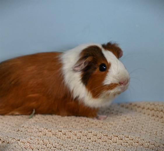 SALT - Guinea Pig available for adoption