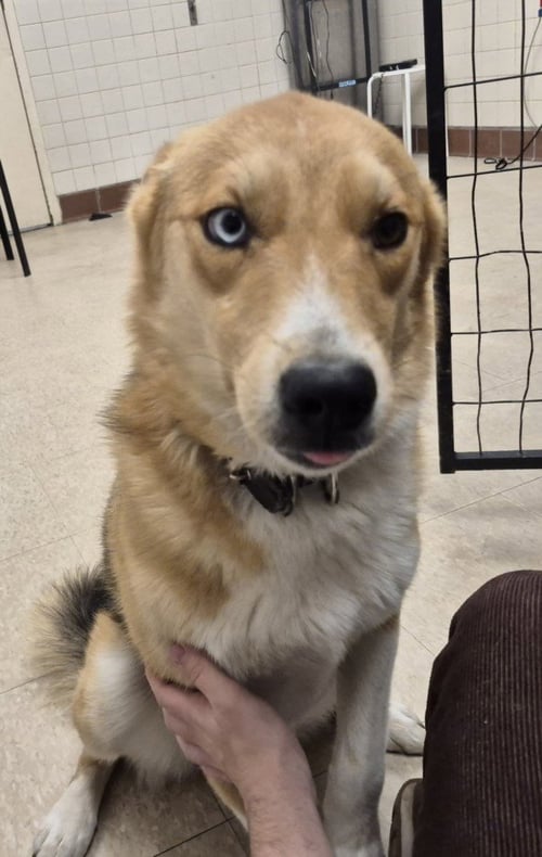 BUD - Siberian Husky / Australian Shepherd available for adoption