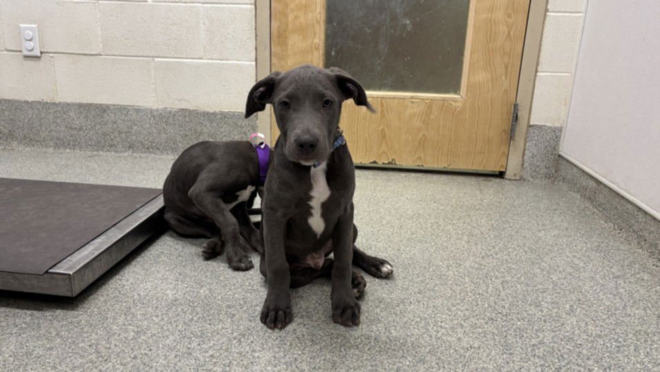 SILAS - Pit Bull Terrier / Labrador Retriever available for adoption