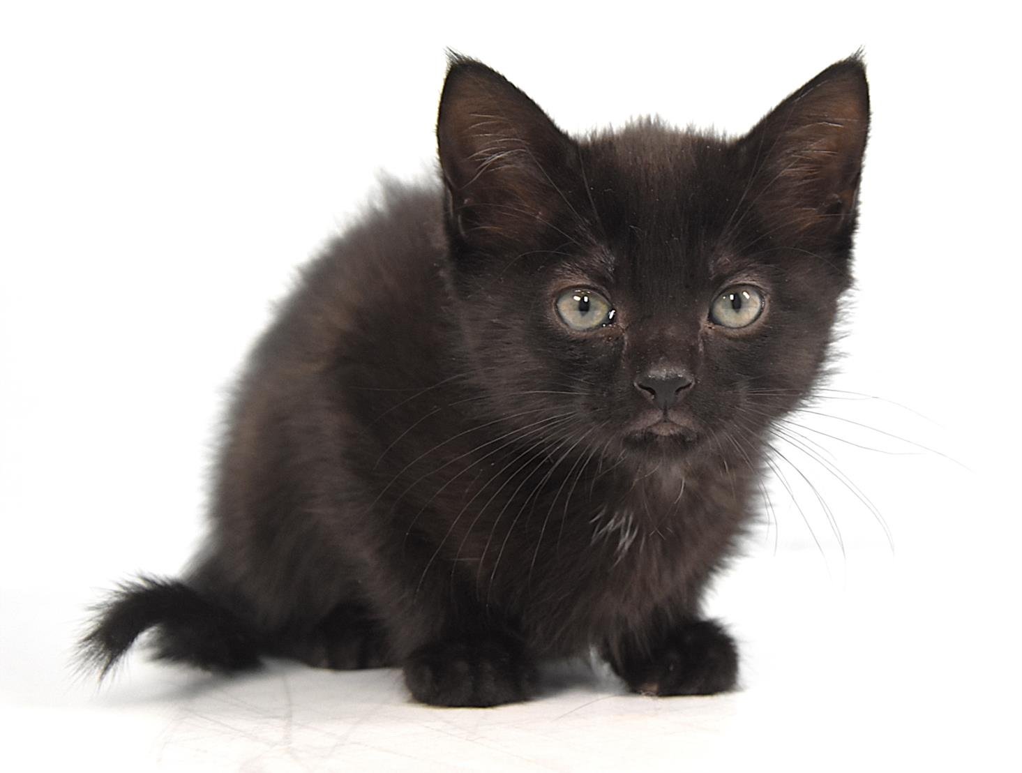 BUBBLES - Domestic Short Hair available for adoption