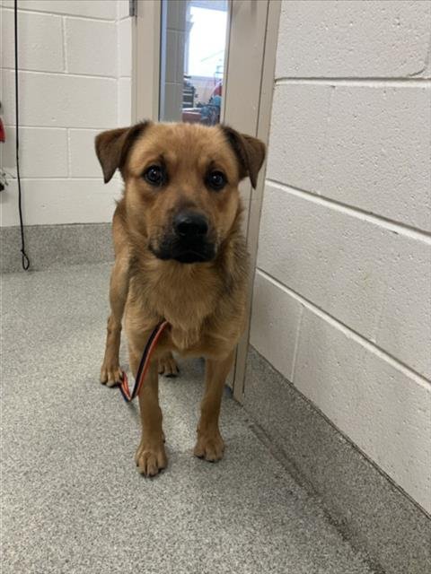 BUDDY - German Shepherd Dog available for adoption