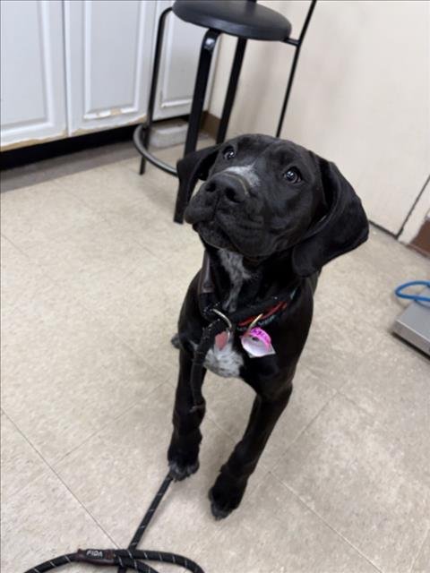 ANNA - Great Dane available for adoption