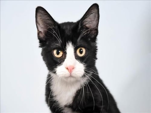 PEPSI - Domestic Short Hair available for adoption