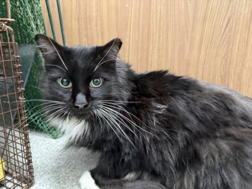 MAX - Domestic Long Hair available for adoption