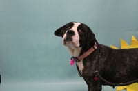 BONNIE - Photo 1