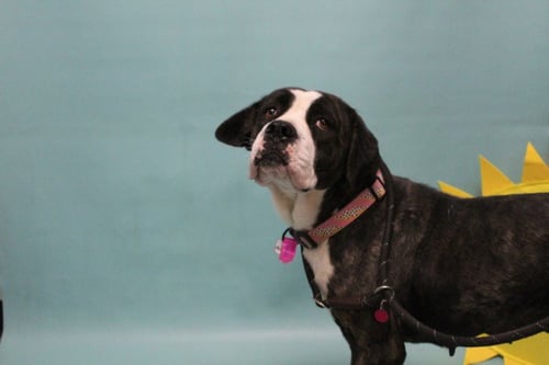 BONNIE - Cane Corso Mastiff available for adoption
