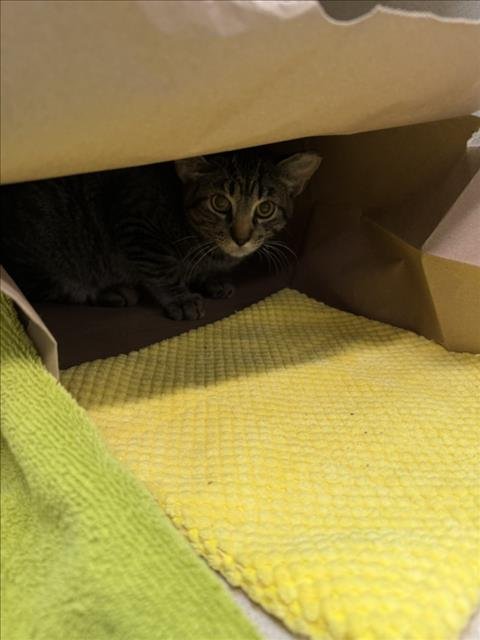 AXL - Domestic Short Hair available for adoption