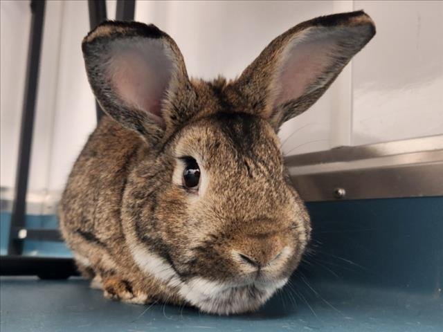 STOMPY - Shorthaired Rabbit available for adoption