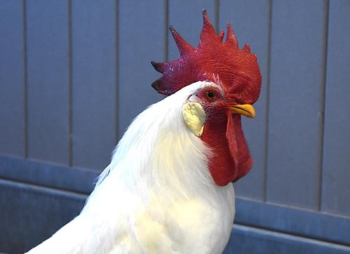 RAPHAEL - Chicken available for adoption