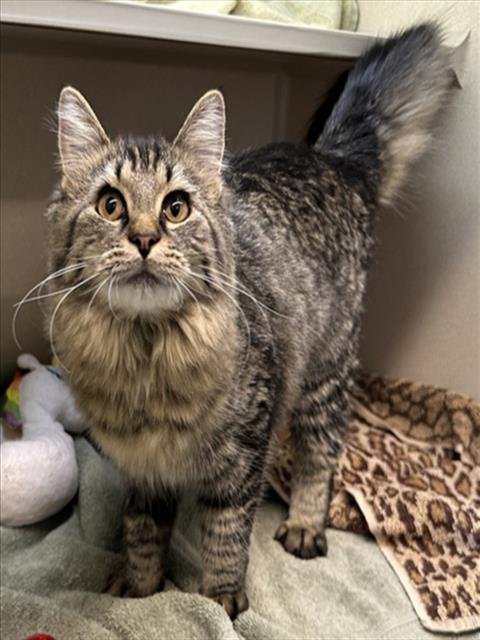 ZAYA - Domestic Medium Hair available for adoption
