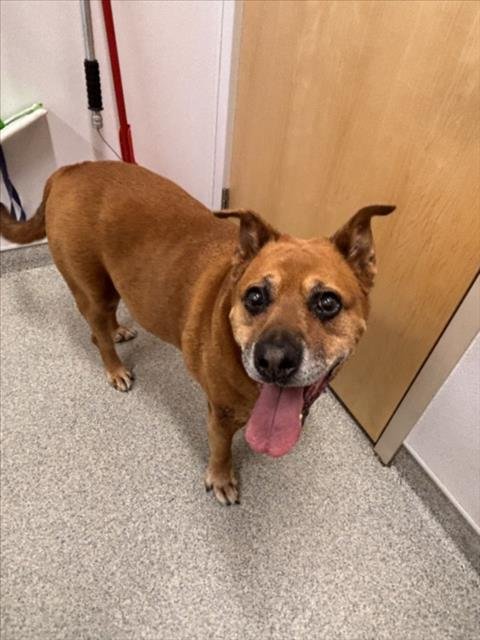 SARGE - Pit Bull Terrier for adoption in Fort Collins