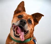 SARGE - Photo 1