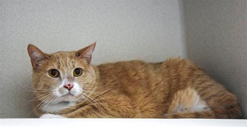 FRECKLE - Domestic Short Hair available for adoption