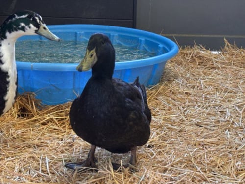 PIP - Duck available for adoption