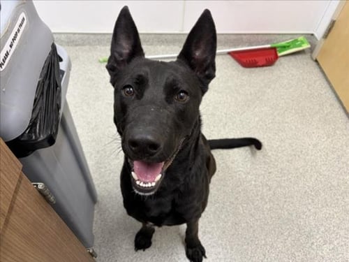 DOAKES - German Shepherd Dog available for adoption