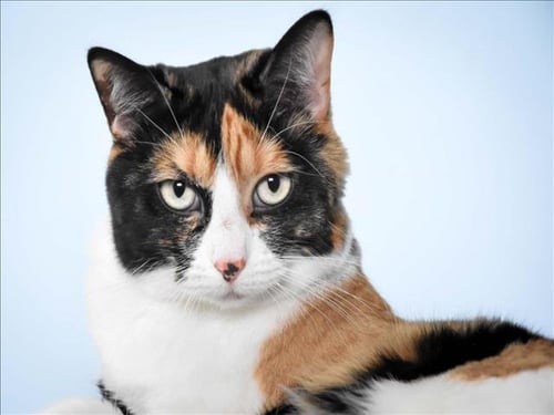HOLLY - Domestic Short Hair available for adoption