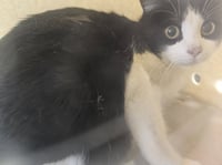 TINKERBELL - Photo 1