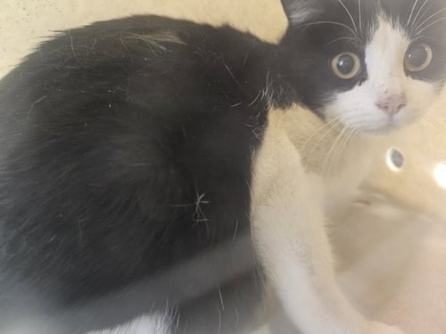 TINKERBELL - Domestic Short Hair available for adoption