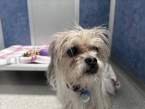 CHARLIE - Shih Tzu available for adoption
