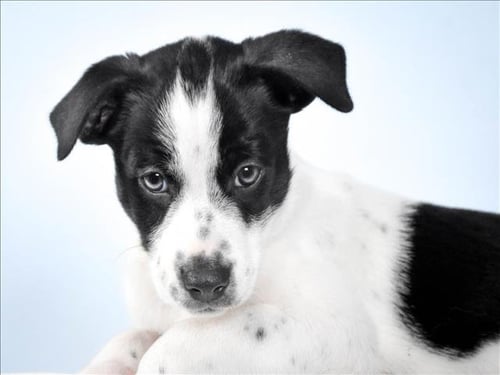 SPOT - Australian Cattle Dog/Blue Heeler available for adoption