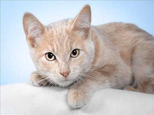 SIENNA - Domestic Short Hair for adoption in Fort Collins