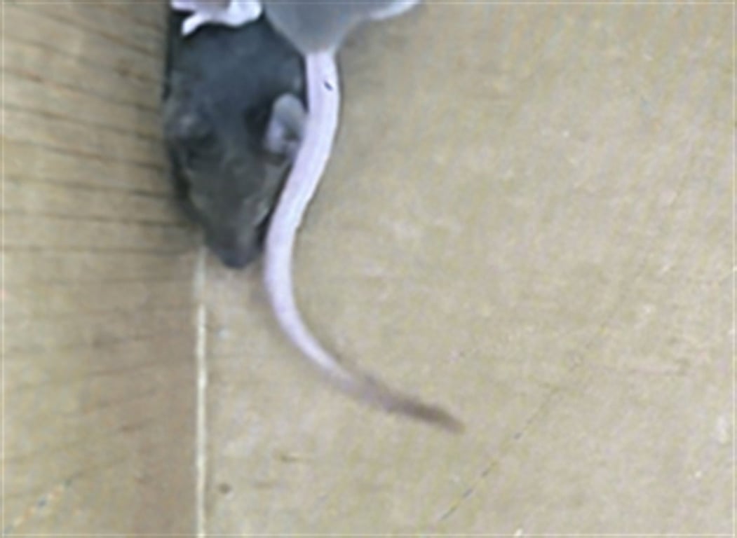 QUESO Image
